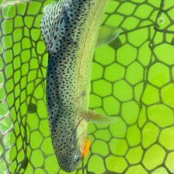 トラウト最高‼︎