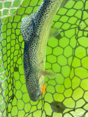 トラウト最高‼︎