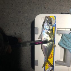 コルトux 612ウロコ付け