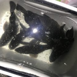 プラッキングメバル