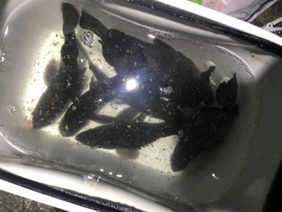 プラッキングメバル