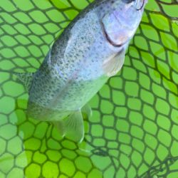 エリアトラウト