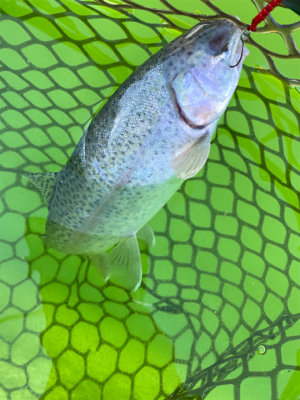 エリアトラウト