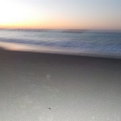 カマスです！！