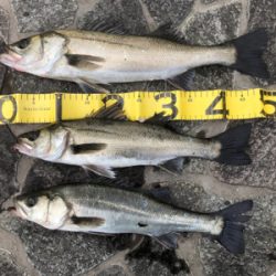 本年エビ撒き初ハネ