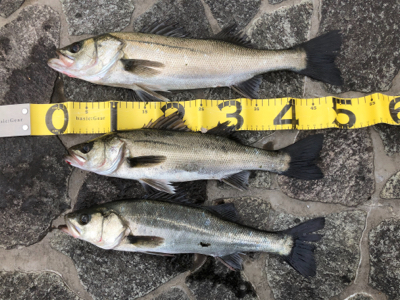 本年エビ撒き初ハネ