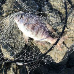 沖磯　カゴ釣り