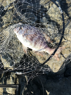 沖磯　カゴ釣り