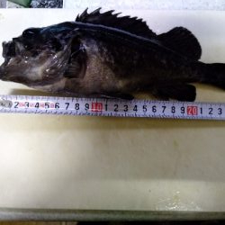 ベイトロックでクロソイ