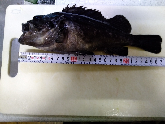 ベイトロックでクロソイ