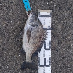 1/2釣果デカアジ入れ食いでしたー