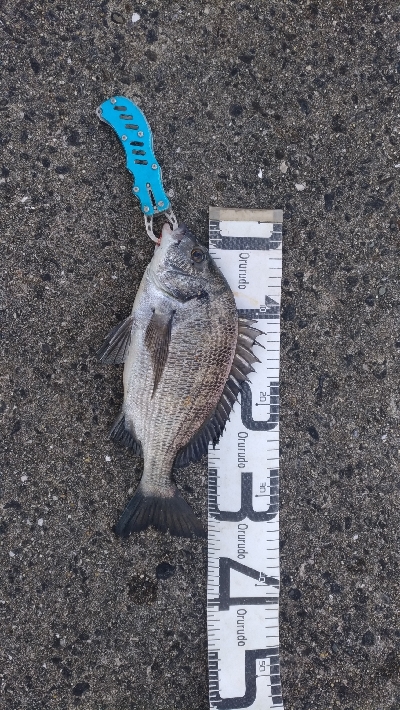 1/2釣果デカアジ入れ食いでしたー