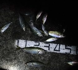 1/21釣果デカアジ大漁！アオリイカ！