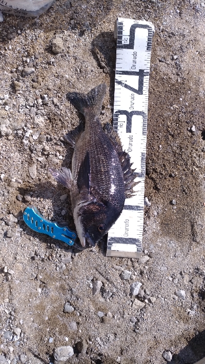 1/31釣果　チヌ苦戦しました！