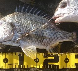 河口は やはりキビレか