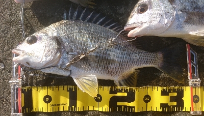 河口は やはりキビレか