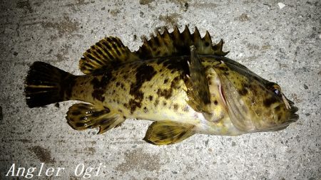 厳寒期でもアナゴはボーズ無し