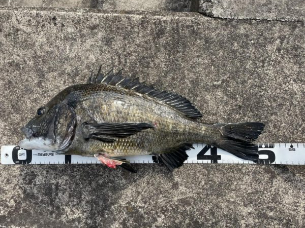 イチノ兄弟、釣果！