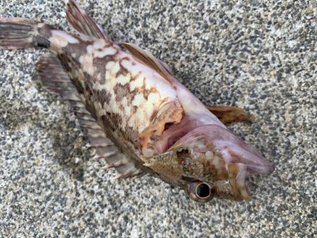 朝まずめ30分勝負！