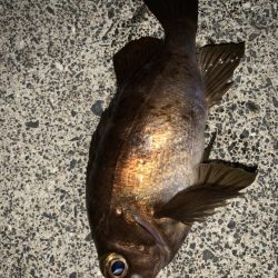 メバルシーズンですね。