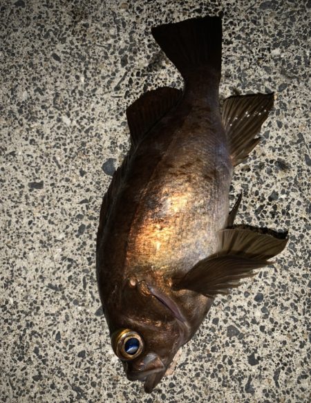 メバルシーズンですね。