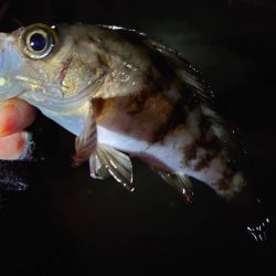 少し遅めの初釣り