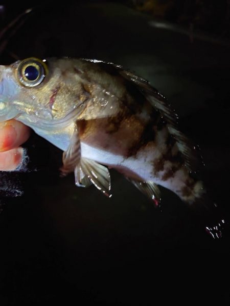少し遅めの初釣り