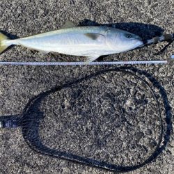 ヘッポコジャークのポッパーでブリ！