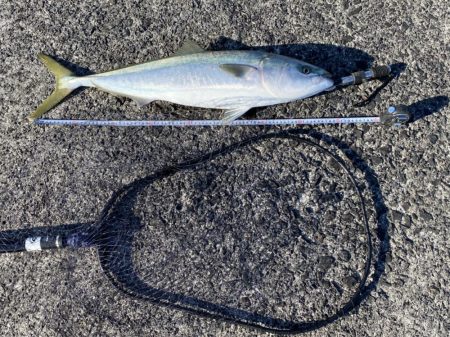 ヘッポコジャークのポッパーでブリ！