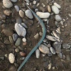 サゴシを狙いに