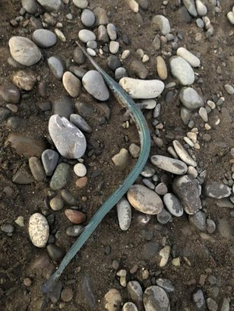 サゴシを狙いに