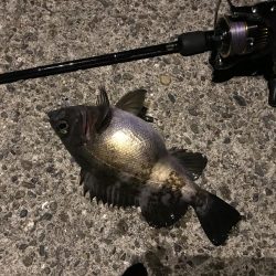 アジングって一体…