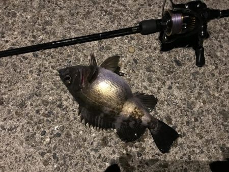 アジングって一体…