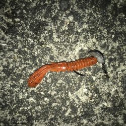 良型キビレ連発