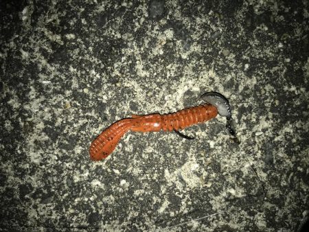 良型キビレ連発