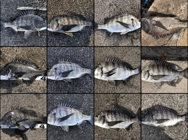 イチノ兄弟、釣果!