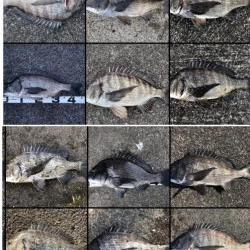 イチノ兄弟、釣果！