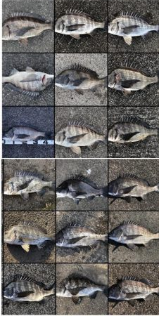 イチノ兄弟、釣果！