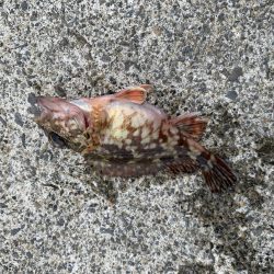 濁りがひどい中…