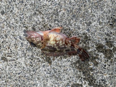 濁りがひどい中…