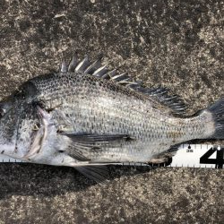 イチノ兄弟、釣果！