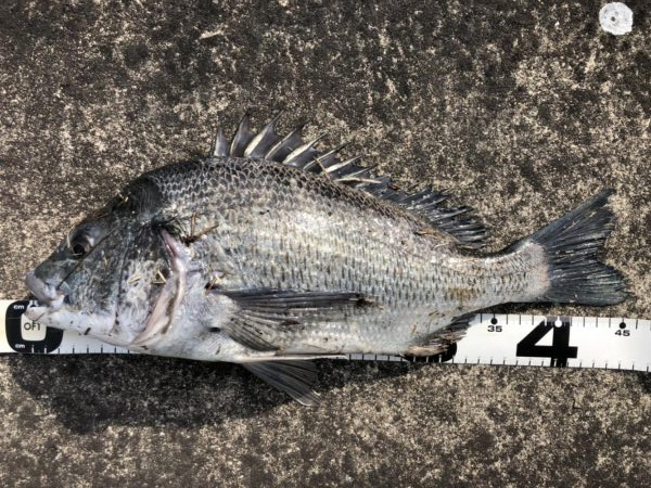 イチノ兄弟、釣果！