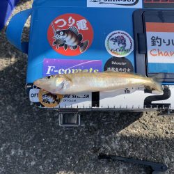 カレイ釣りのはずが…