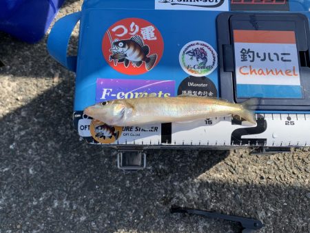 カレイ釣りのはずが…