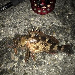 青イソメいいですね