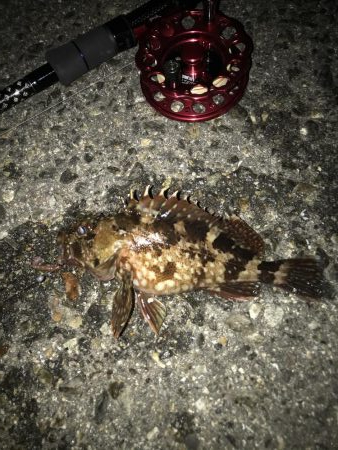 青イソメいいですね