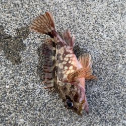 遅めの朝マズメ