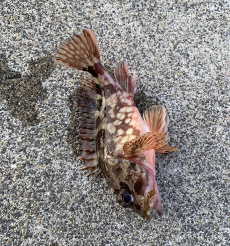 遅めの朝マズメ