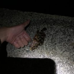 初釣りアジング　思わぬ来客