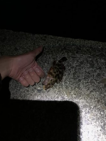 初釣りアジング　思わぬ来客